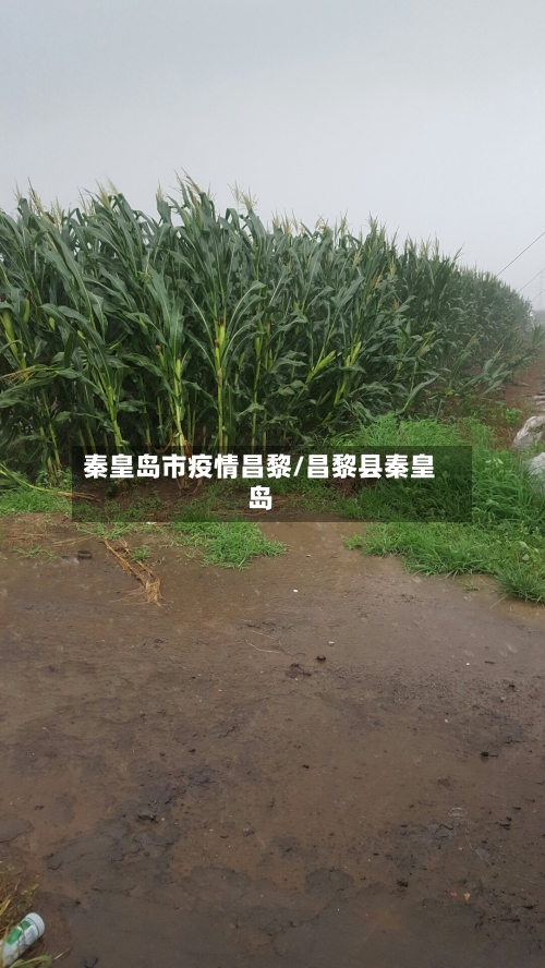 秦皇岛市疫情昌黎/昌黎县秦皇岛