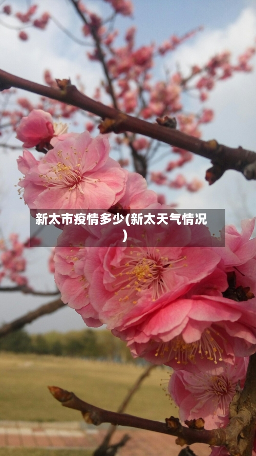 新太市疫情多少(新太天气情况)